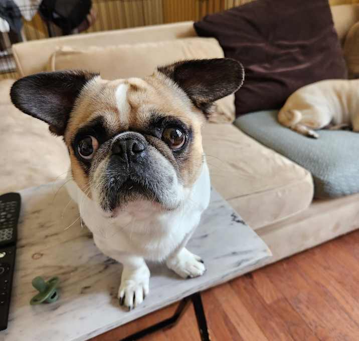 Photo of Merle