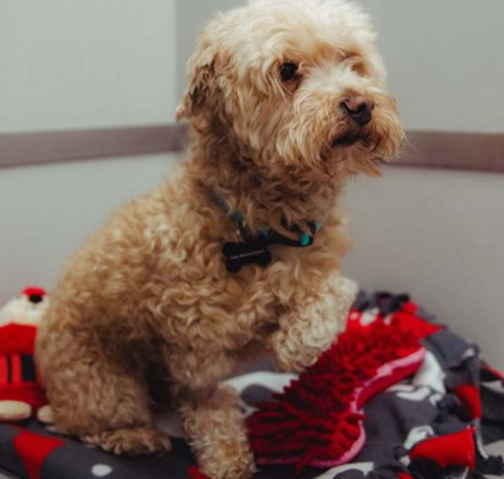 Photo of Doc