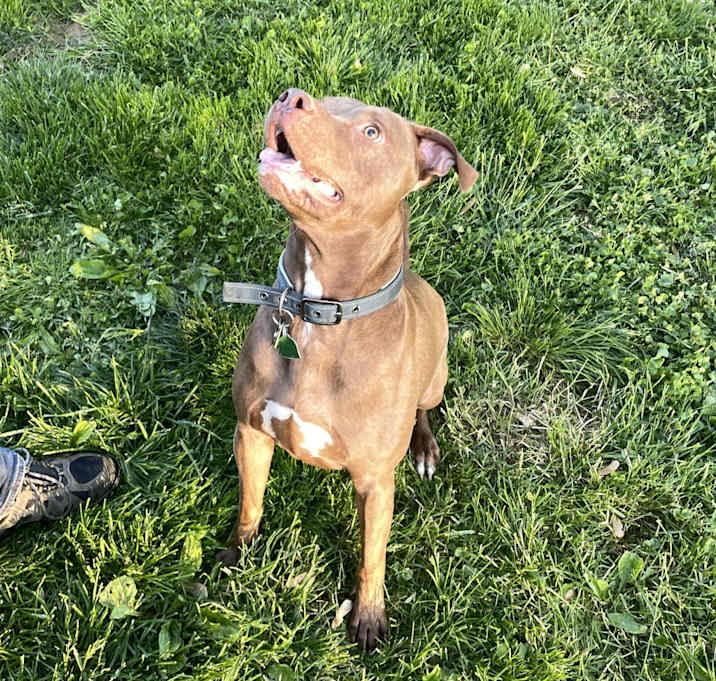 Photo of Hopper