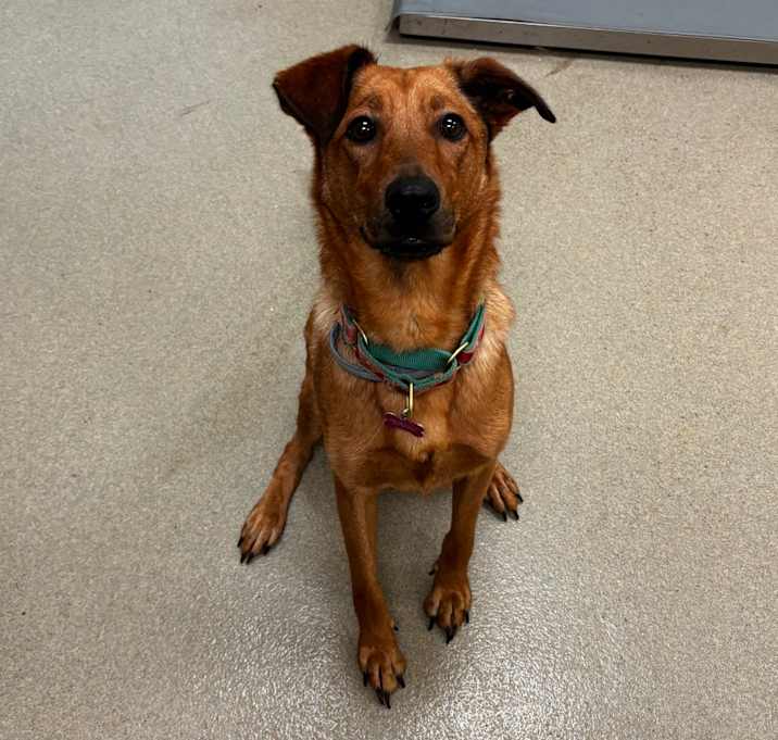 Photo of Willow