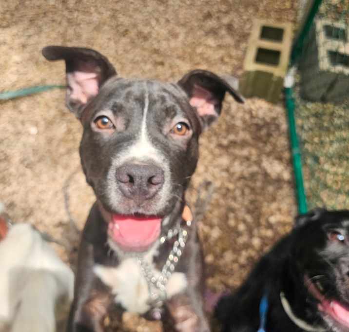 Photo of Hot Dog