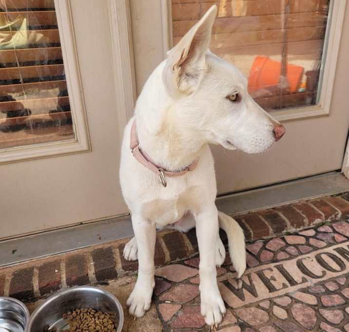 Photo of Cotton