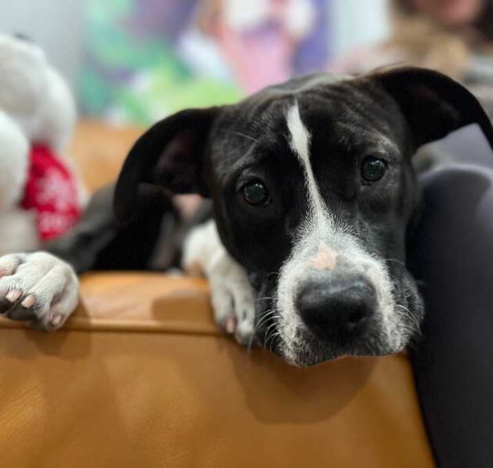 Photo of Scarlett Sandoval will love your other dogs!