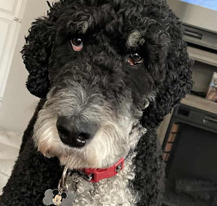 Photo of Dexter