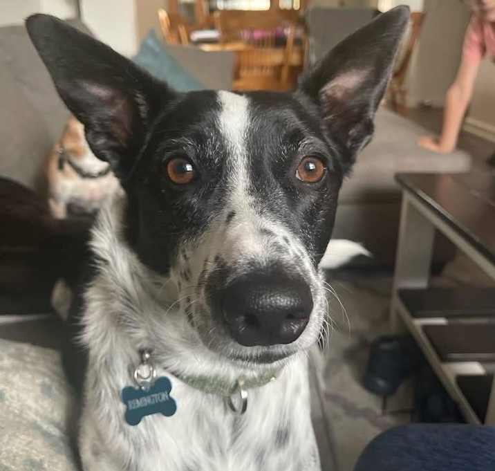 Photo of Remington
