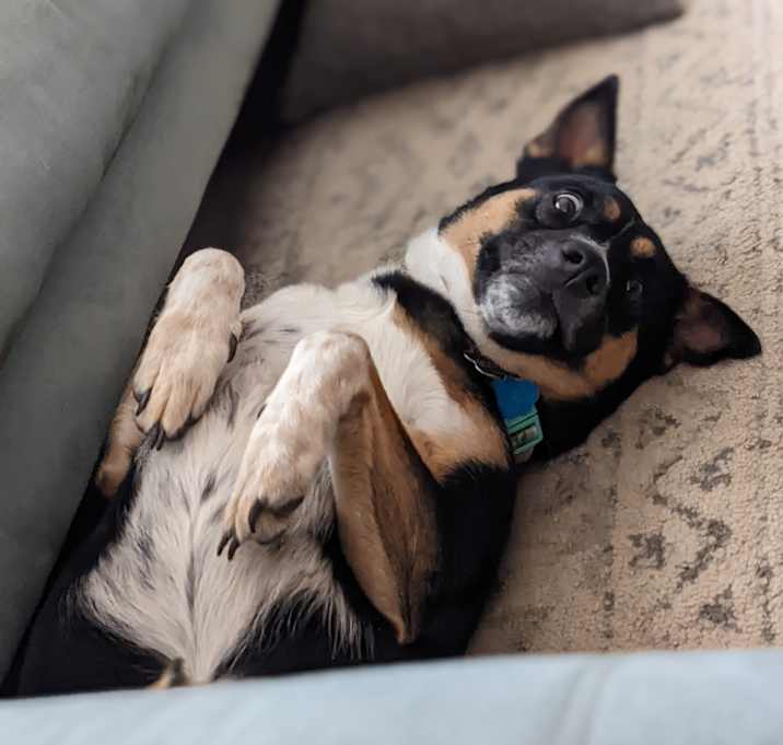 Photo of Scout
