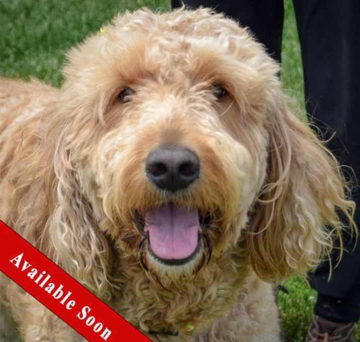 Photo of Rufus
