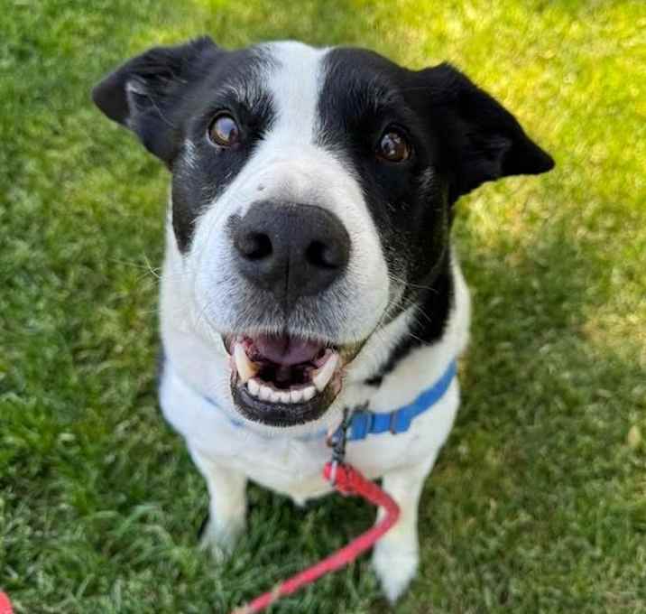 Photo of Holstein