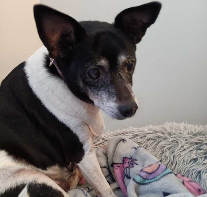 Photo of Scout