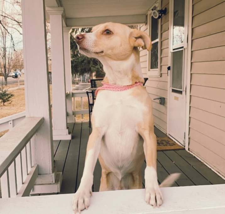 Photo of Nala