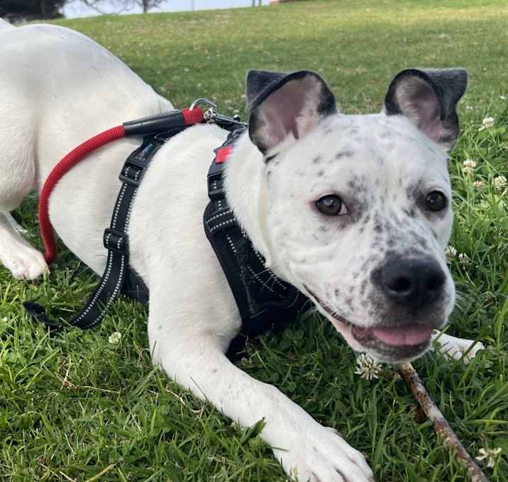 Photo of Oreo