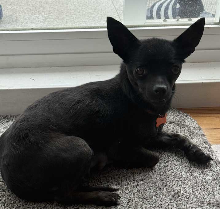 Photo of Reina - Not Available