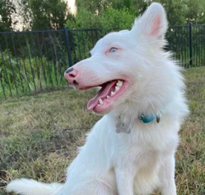 Photo of Snowball
