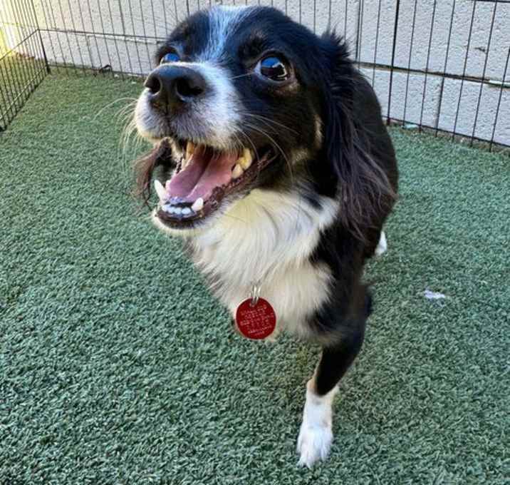 Photo of Poppy
