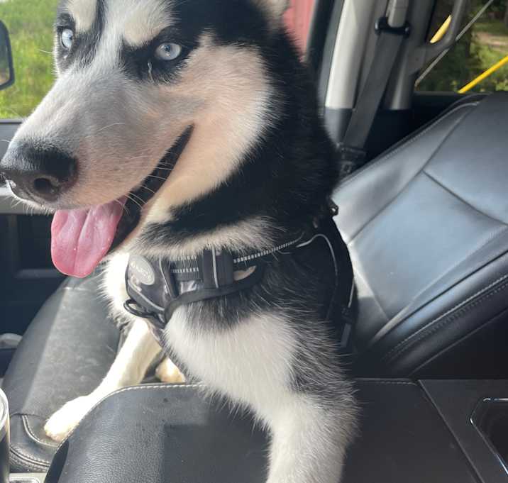 Photo of Stitch