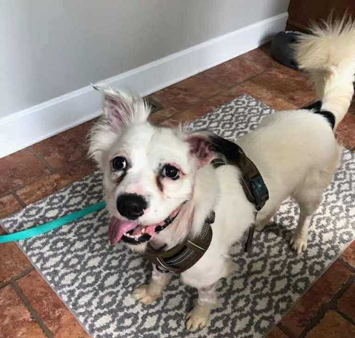 Photo of Harvey 
