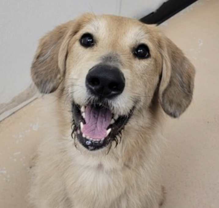 Photo of Nala