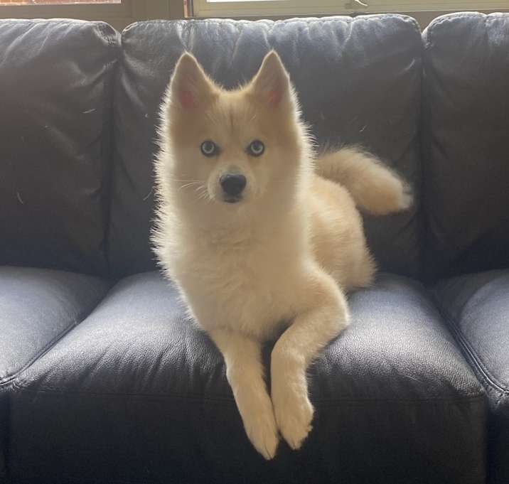 Photo of Miko