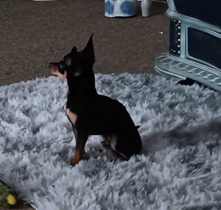 Photo of Romeo