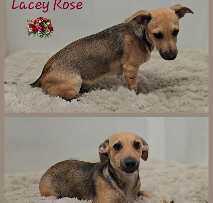 Photo of Lacey Rose