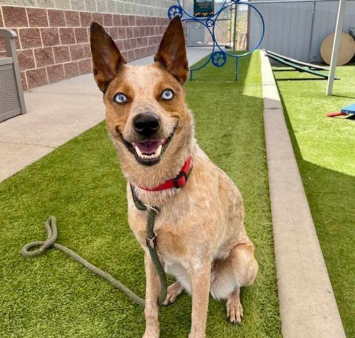 Photo of Foxie