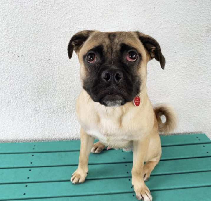 Photo of Pickle