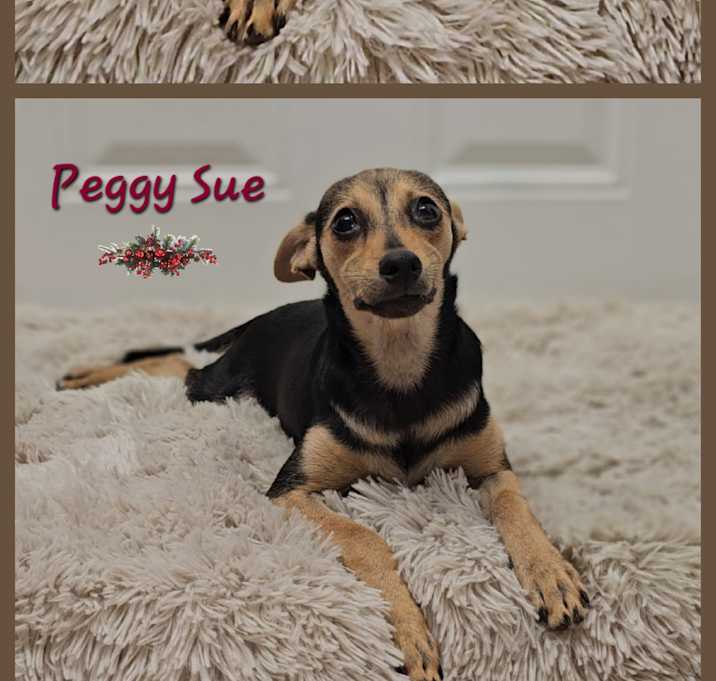 Photo of Peggy Sue