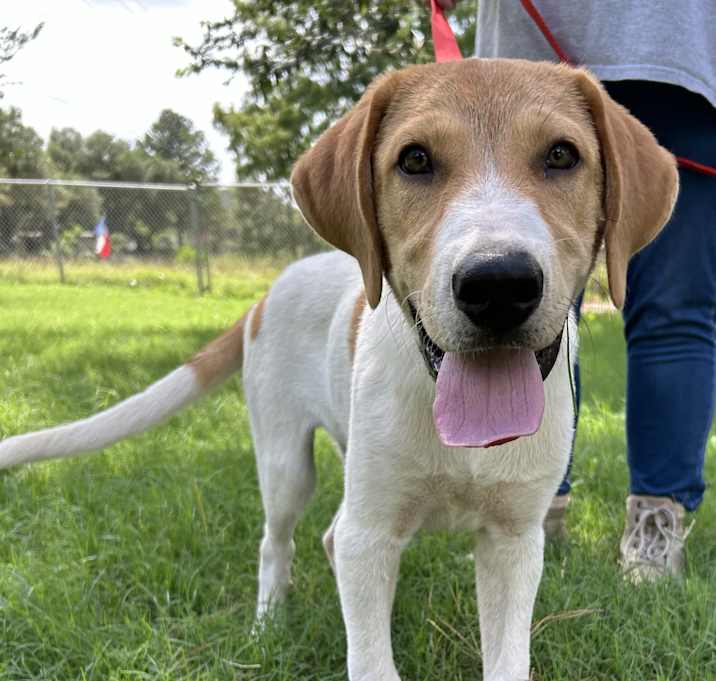 Photo of Queso