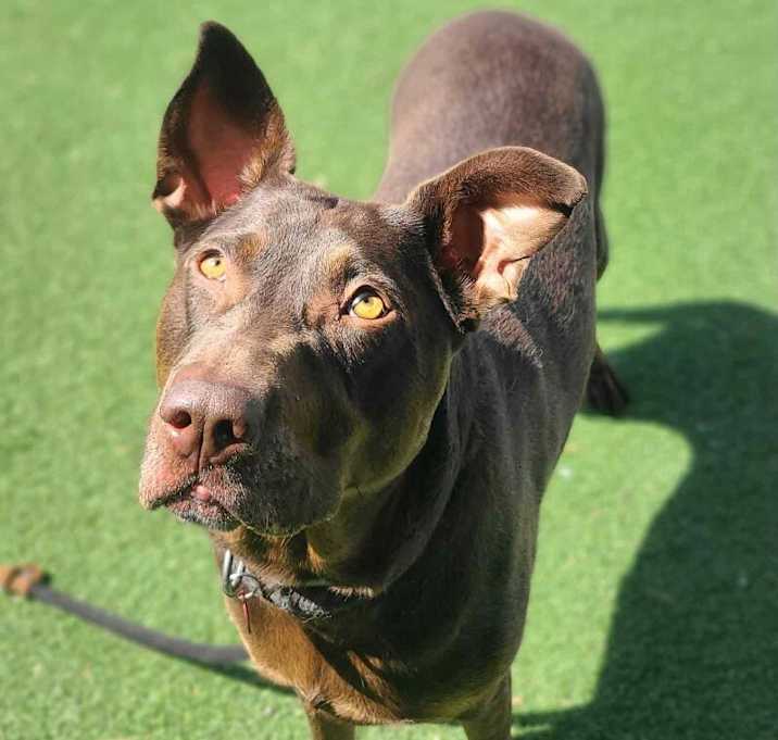 Photo of Lola