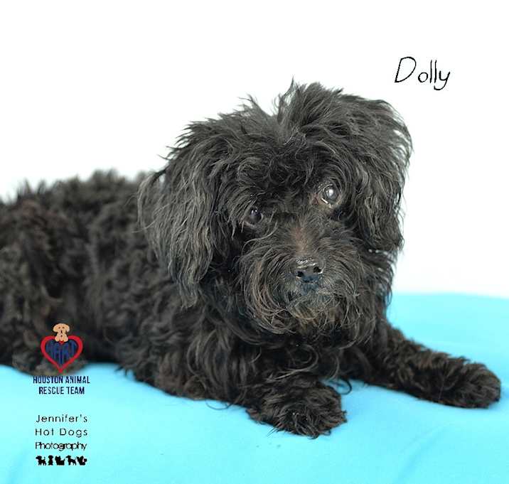 Photo of Dolly