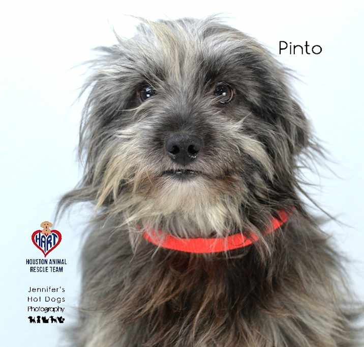 Photo of Pinto