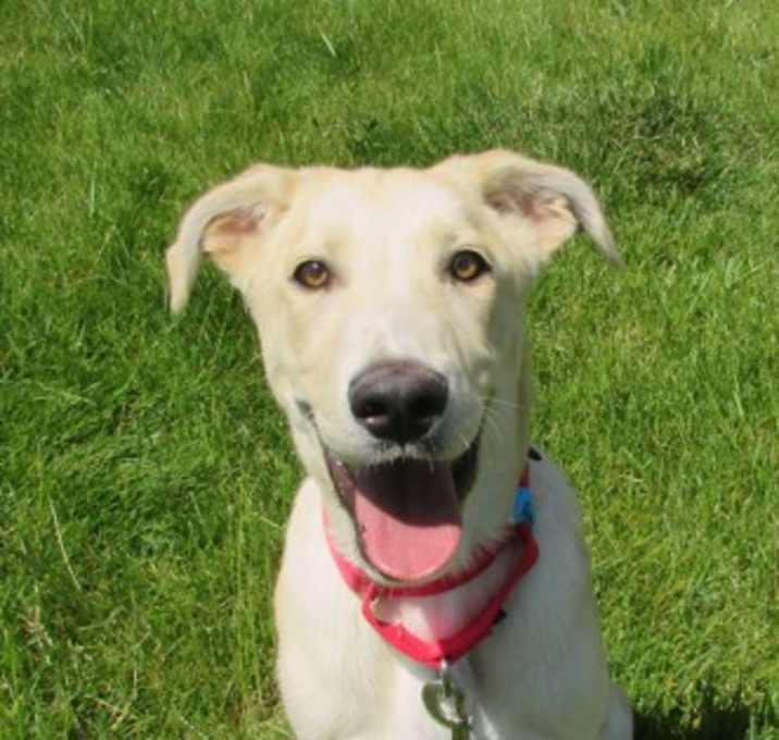 Photo of Gromit
