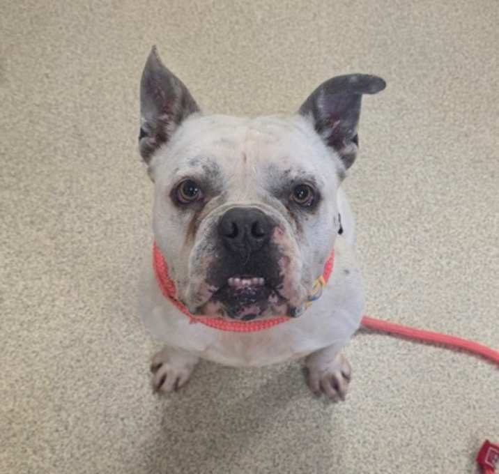Photo of Otis