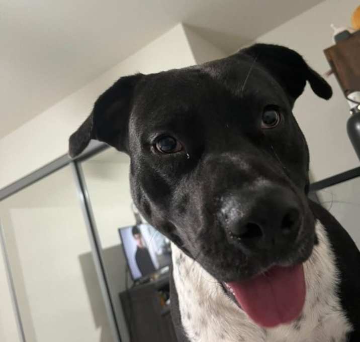 Photo of Hank