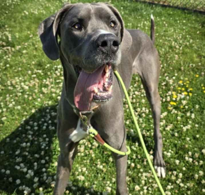 Photo of Bluey