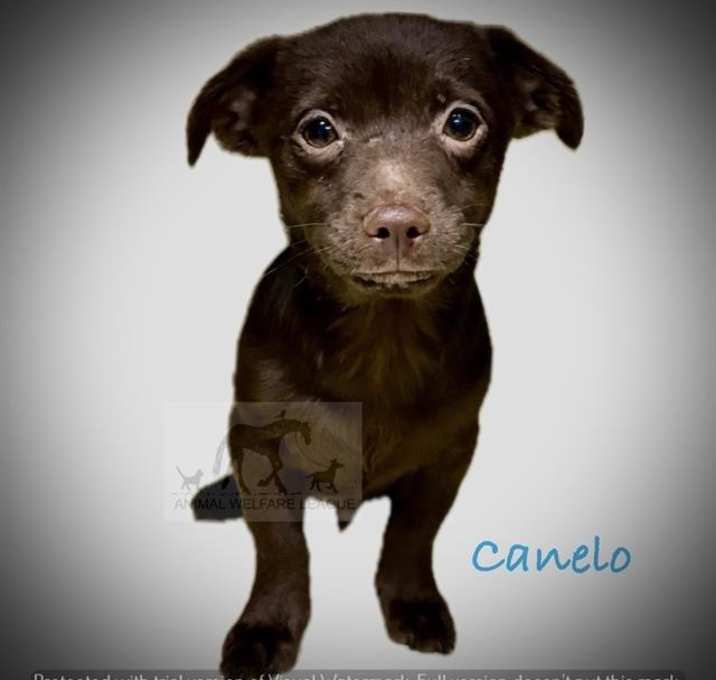 Photo of CANELO