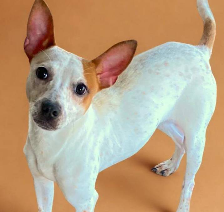 Photo of Banjo