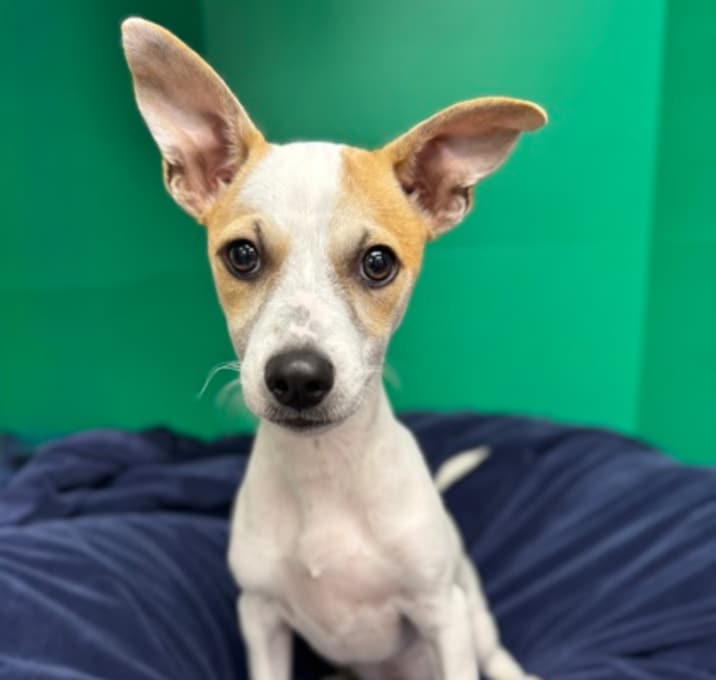 Photo of Delilah