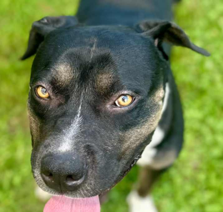 Photo of Desmond