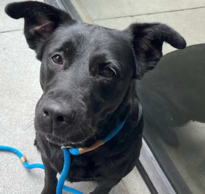 Photo of Stella