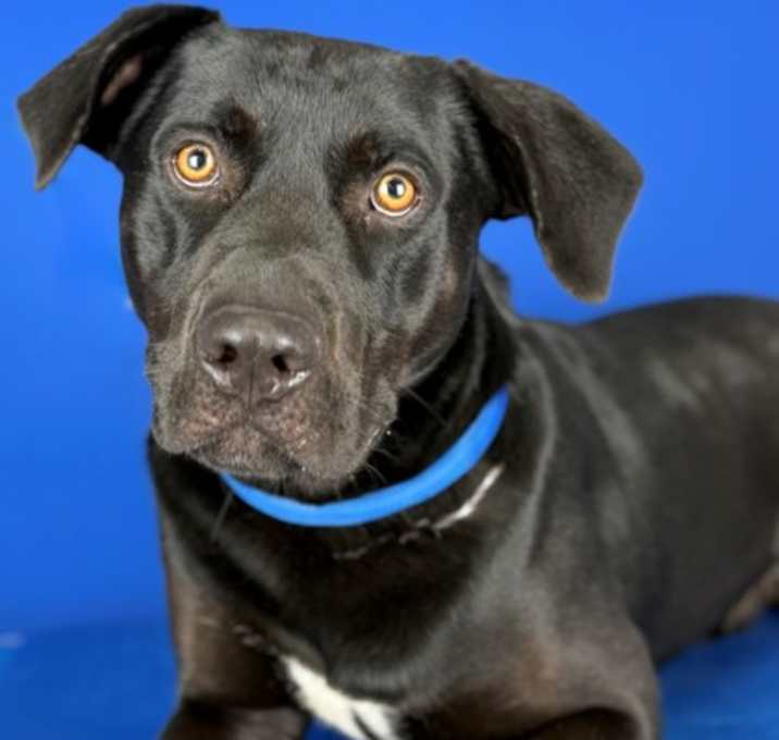 Photo of ARCHIE