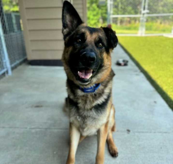 Photo of Beau