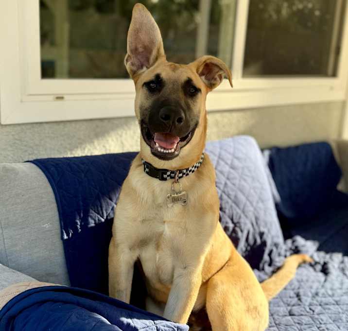 Photo of Duke