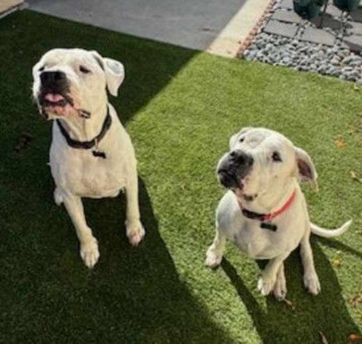 Photo of Aspen & Domingo Bonded Pair