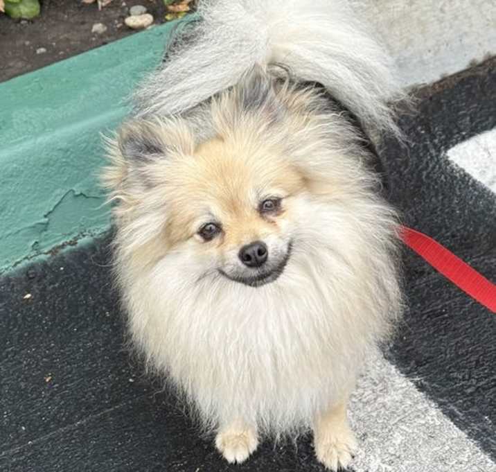 Photo of Gracie
