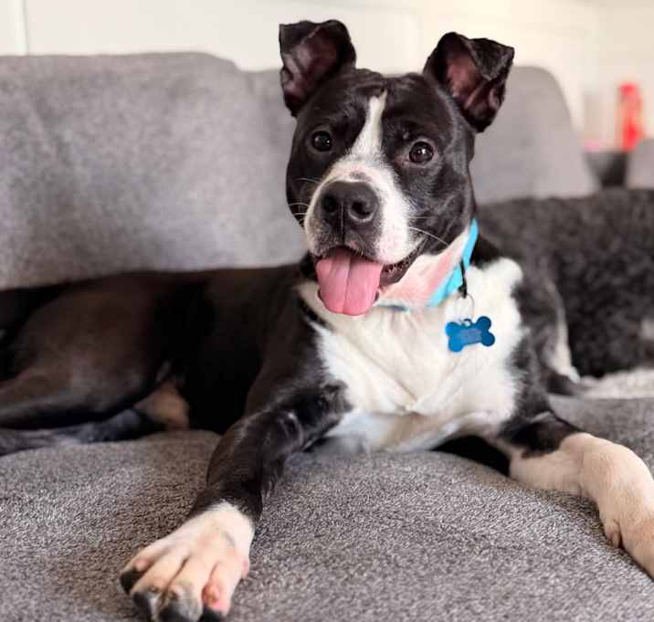 Photo of Dasher