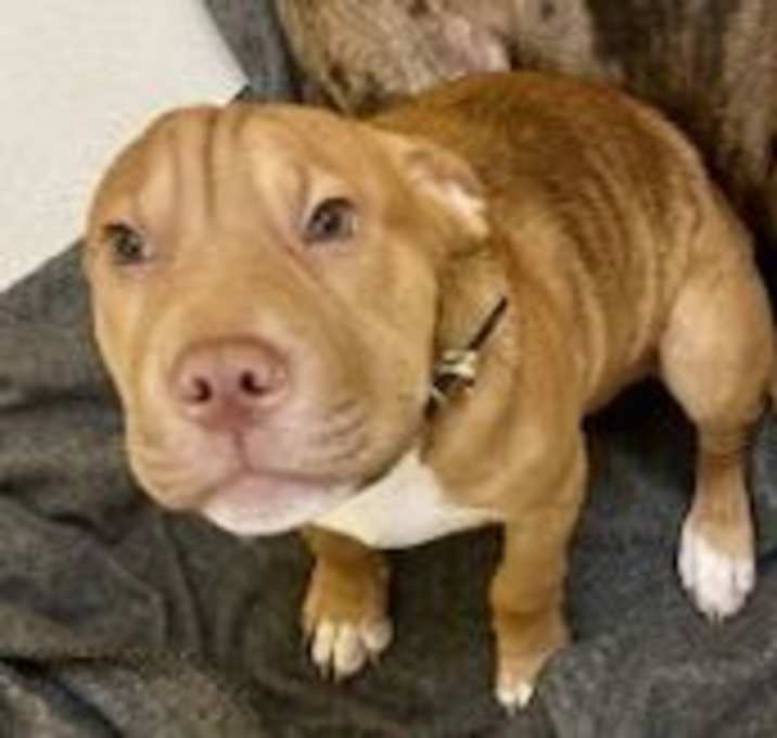 Photo of Dexter Dionysus 62939