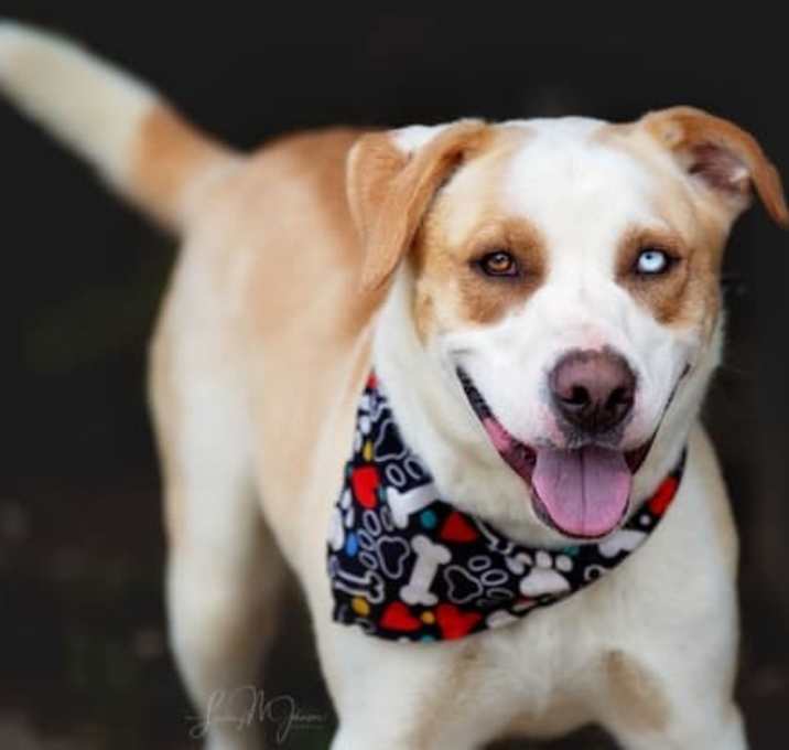 Photo of Chewie