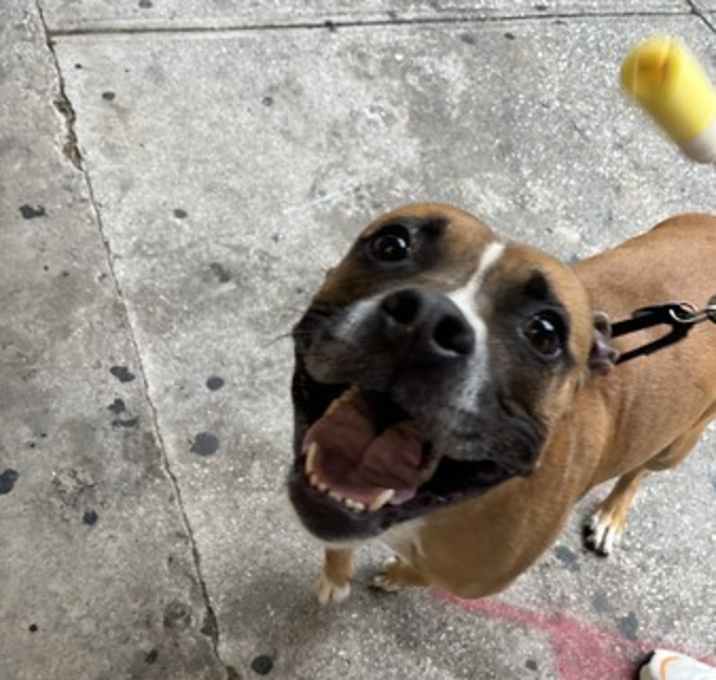 Photo of Scooby
