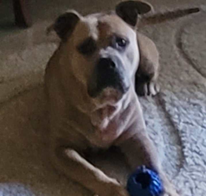 Photo of Blaze